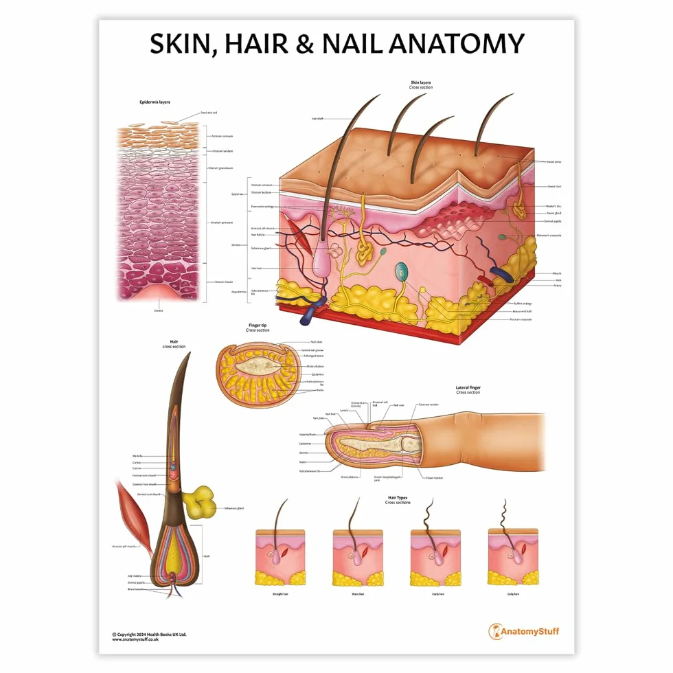 AnatomyStuff, grafico anatomico per pelle, capelli e unghie, 45 x 60 cm, 18 x 24 pollici, anatomia umana, sistema tegumentario, poster di dermatologia anatomica, strumento di apprendimento estetico