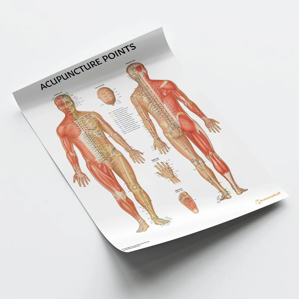 Anatomy Stuff Grafico dei punti di agopuntura/poster 45x60cm, 18x24 pollici, diagramma agopuntore, esposizione della clinica della medicina cinese, terapia dell'ago