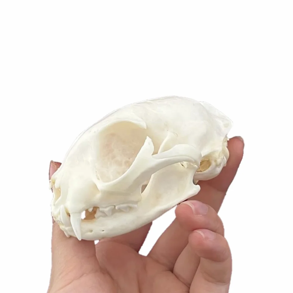 DRXRD Ossa Animali Tassidermie, Esemplare di Cranio Animale Naturale, Decorazione dello Scheletro dei Teschi in Resina, per l'educazione e l'insegnamento delle Scienze Cat Skull
