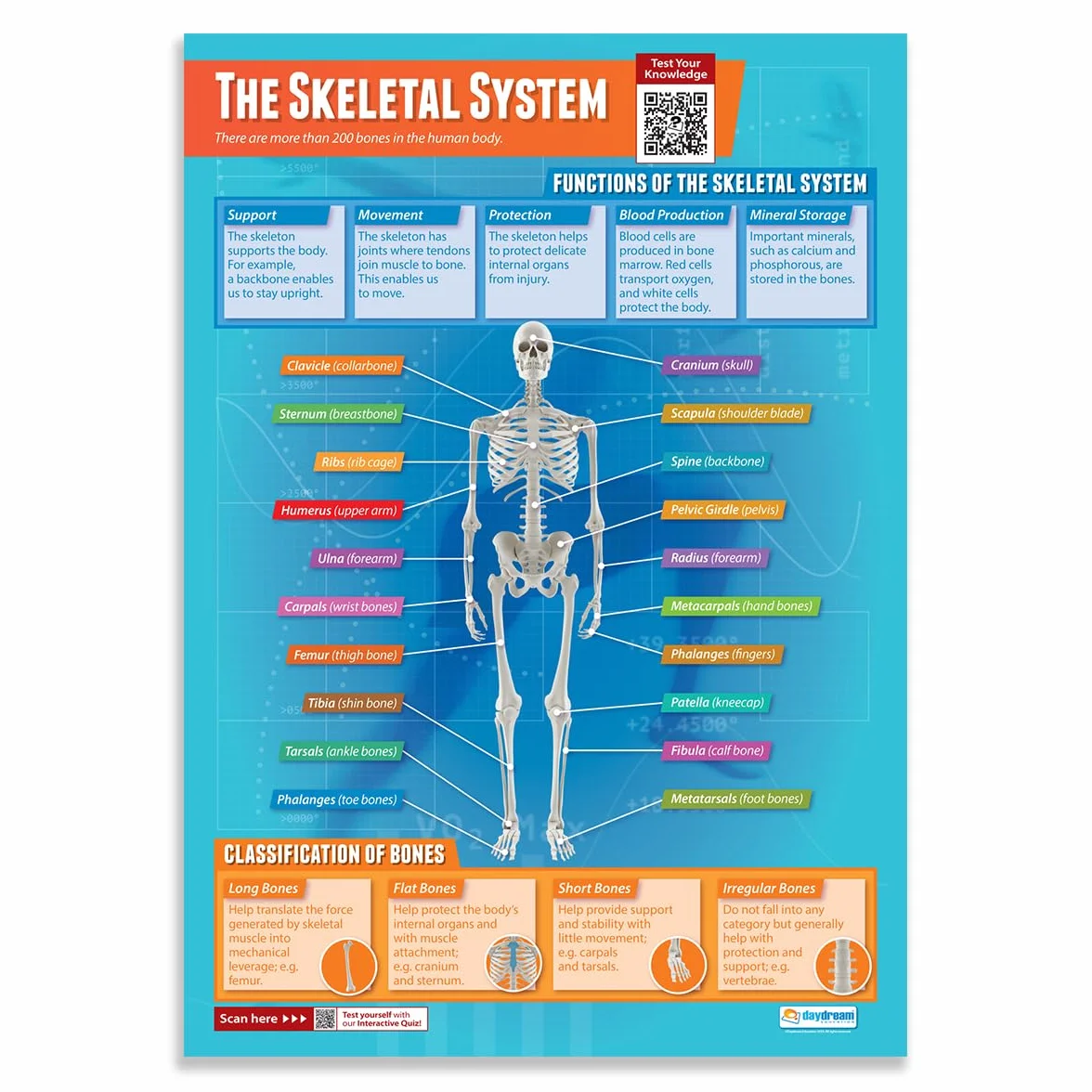 Daydream Education - Set di 4 manifesti scientifici | Carta lucida da 850 mm x 594 mm (A1) | Grafici scientifici per l'aula | Grafici educativi