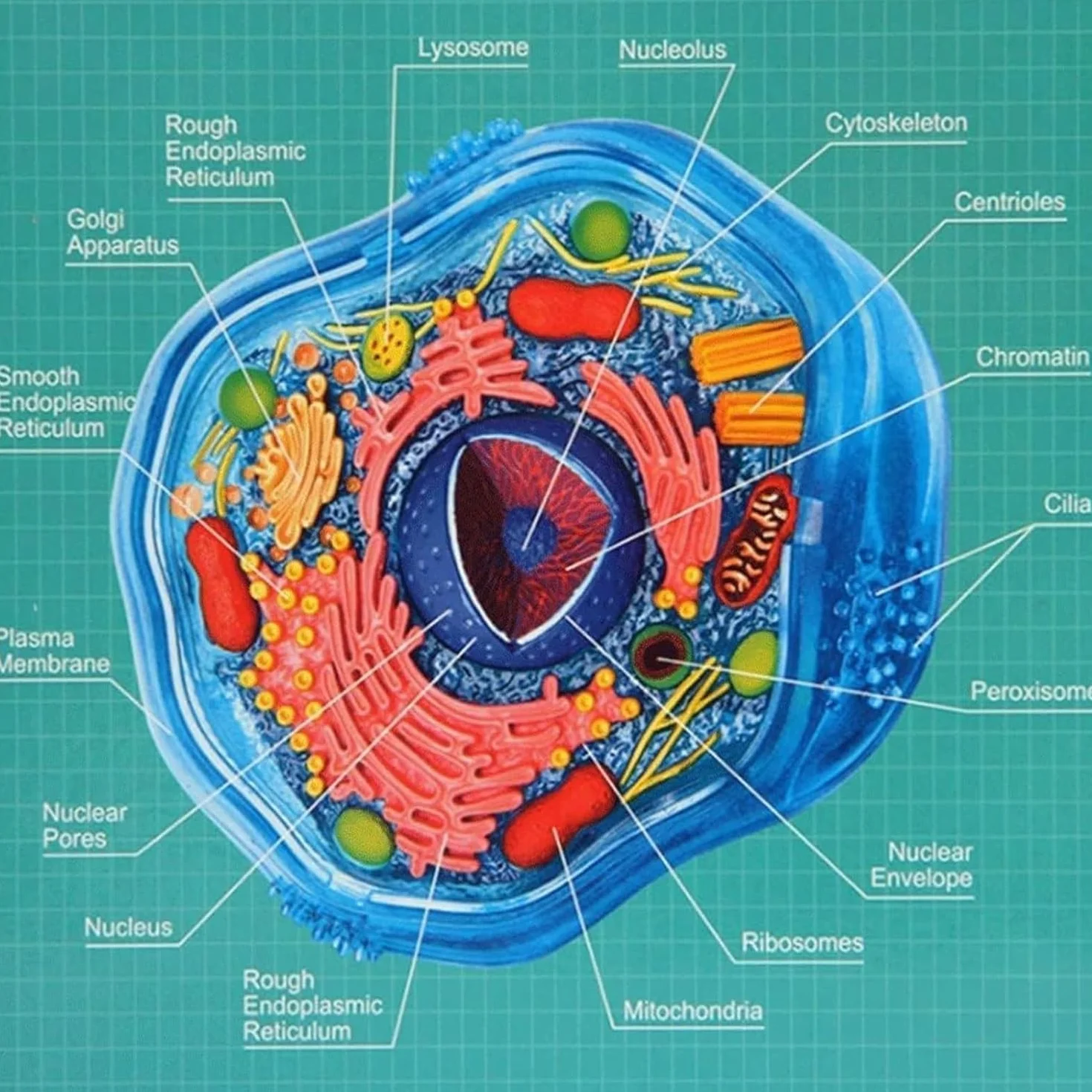 Biology Animal Cells Organ Anatomical Model, Animal and Plant Assembly and Medical Lessons Cell Model Teaching
