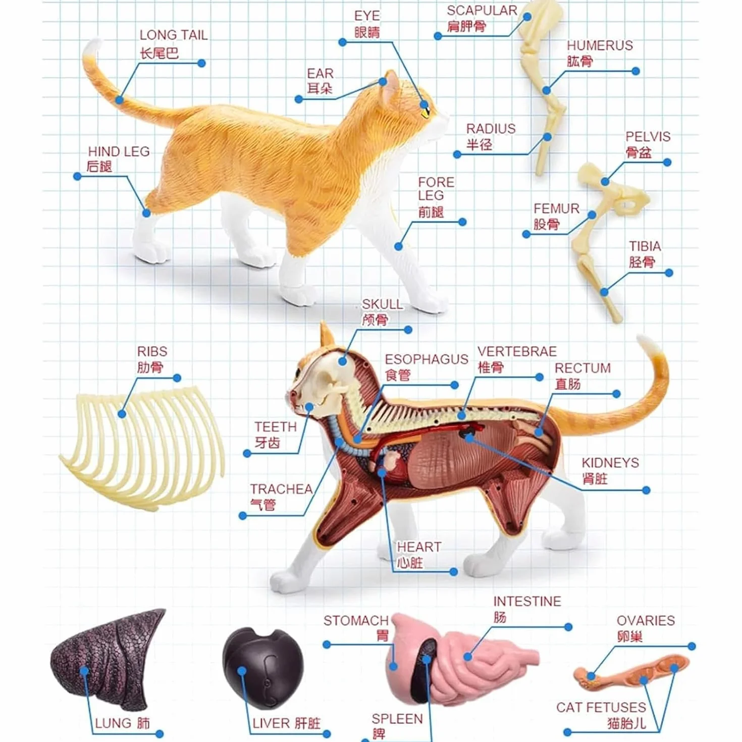 Modello Anatomico di Gatto 4D 28 Pezzi Kit di Modelli di Anatomia dello Scheletro di Gatto Arancione 4D Il Modello, Lungo 30 Cm, Contiene 28 Organi E Parti del Corpo Staccabili