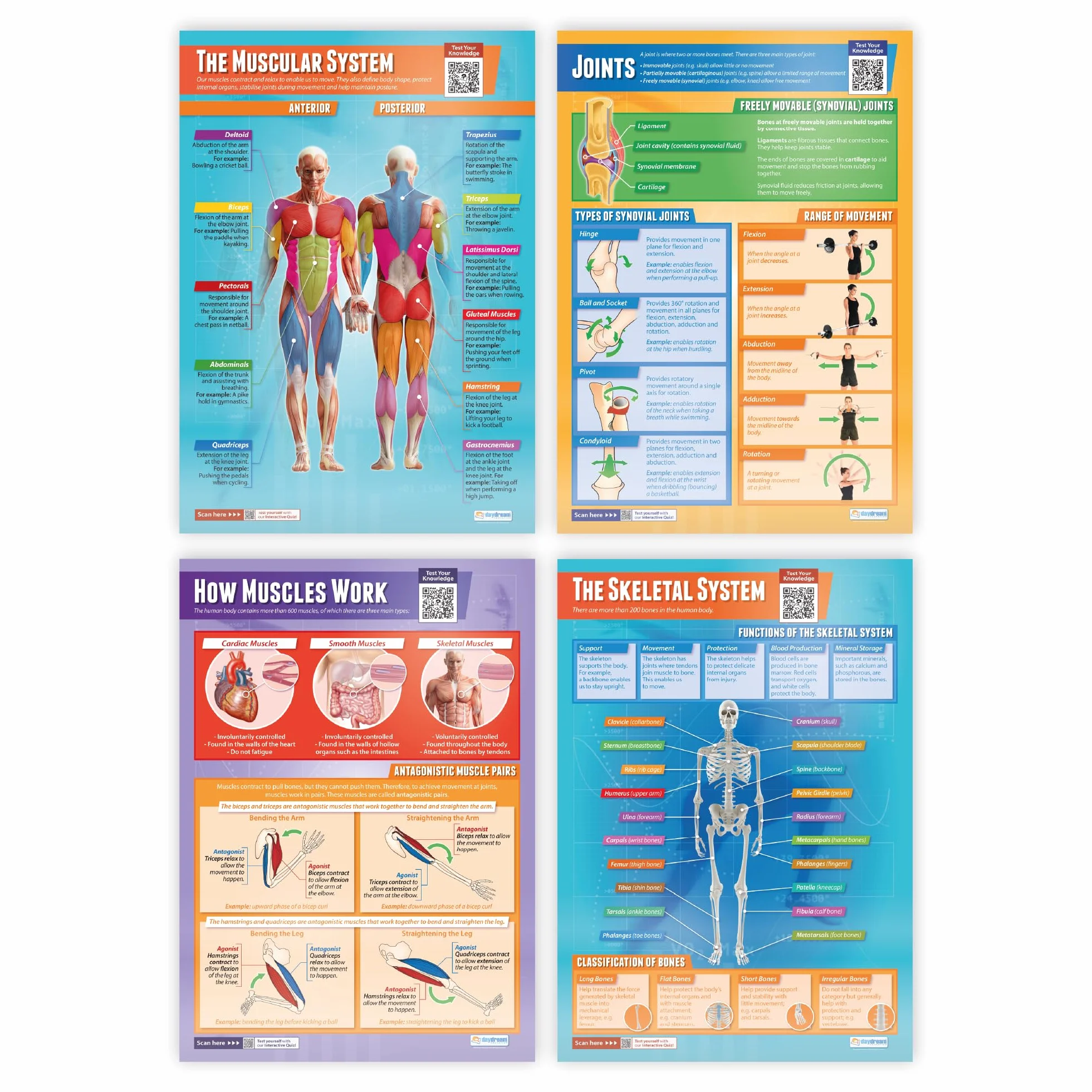 Daydream Education - Set di 4 manifesti scientifici | Carta lucida da 850 mm x 594 mm (A1) | Grafici scientifici per l'aula | Grafici educativi