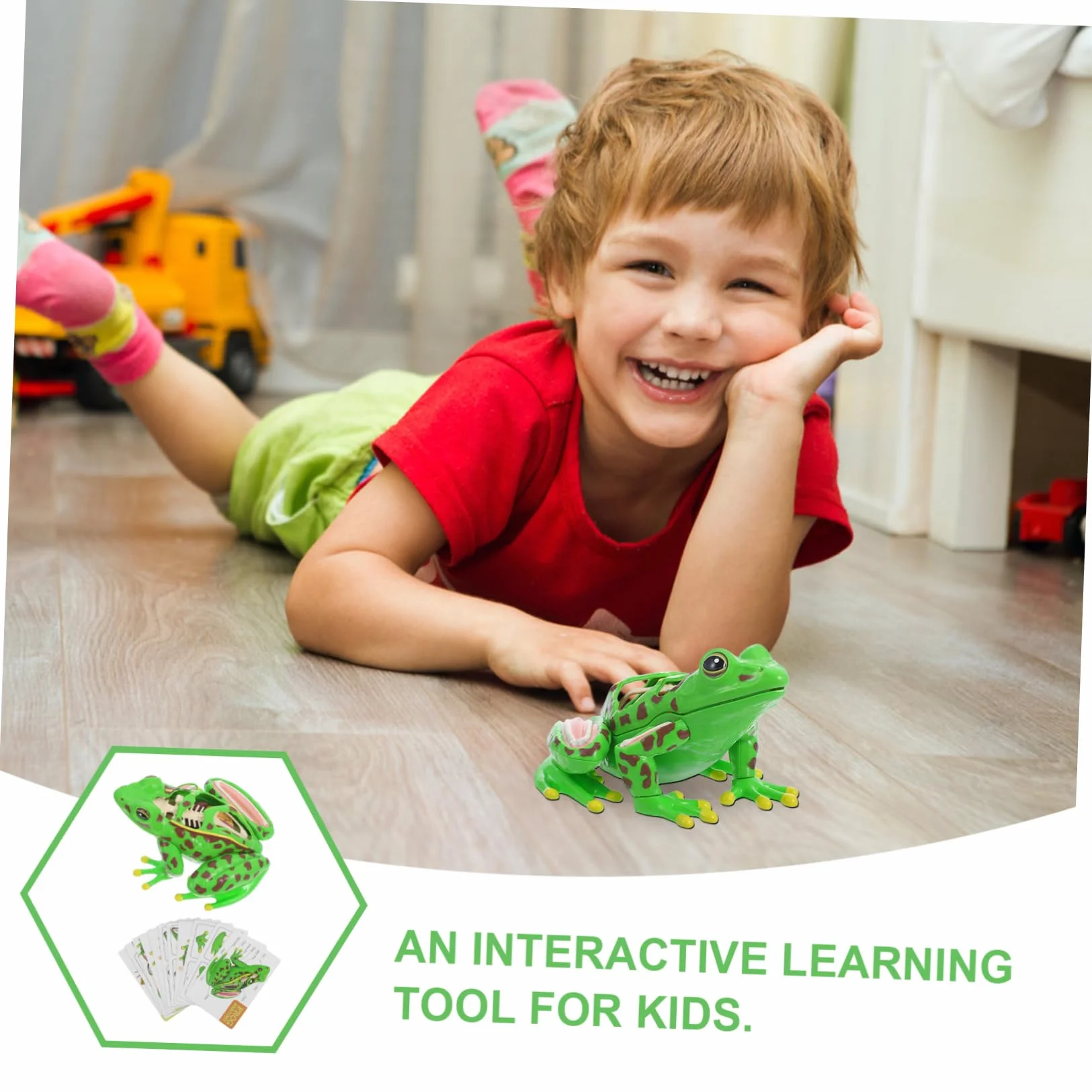 Amosfun Modello Anatomico Rana con Parti Staccabili per Dissezione Interattiva, Giocattolo Educativo Scientifico per Scuola e Casa, Sviluppo Pensiero Critico e Capacità Motorie Fini