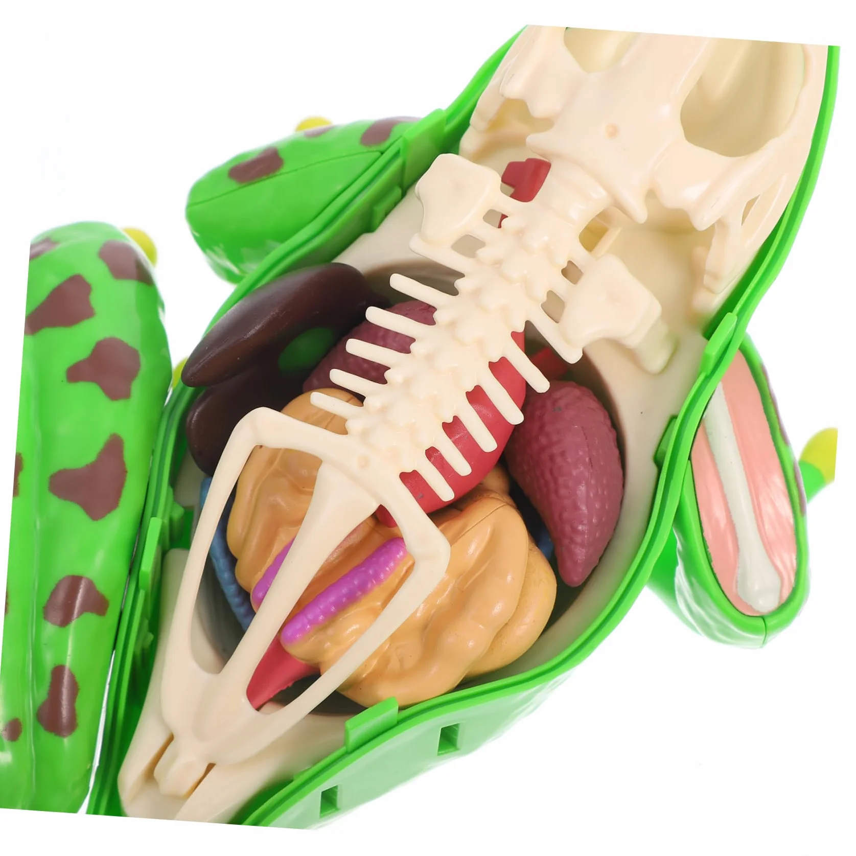 Amosfun Modello Anatomico Rana con Parti Staccabili per Dissezione Interattiva, Giocattolo Educativo Scientifico per Scuola e Casa, Sviluppo Pensiero Critico e Capacità Motorie Fini