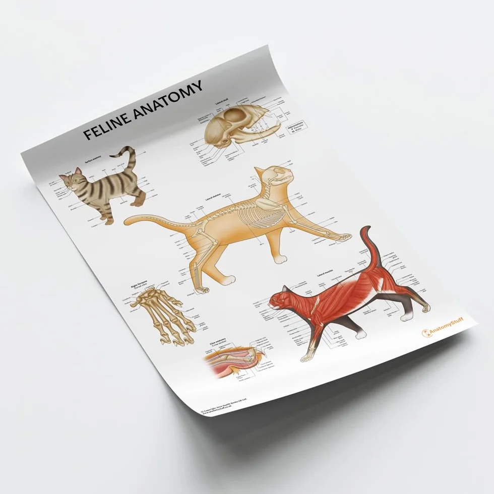 Poster di anatomia felina, 45 x 60 cm, anatomia del gatto, clinica veterinaria, sistema scheletrico e muscolare, illustrazioni veterinarie