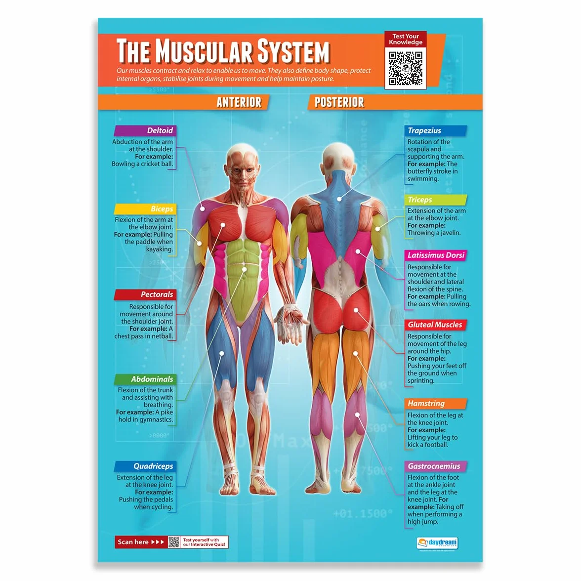 Daydream Education - Set di 4 manifesti scientifici | Carta lucida da 850 mm x 594 mm (A1) | Grafici scientifici per l'aula | Grafici educativi