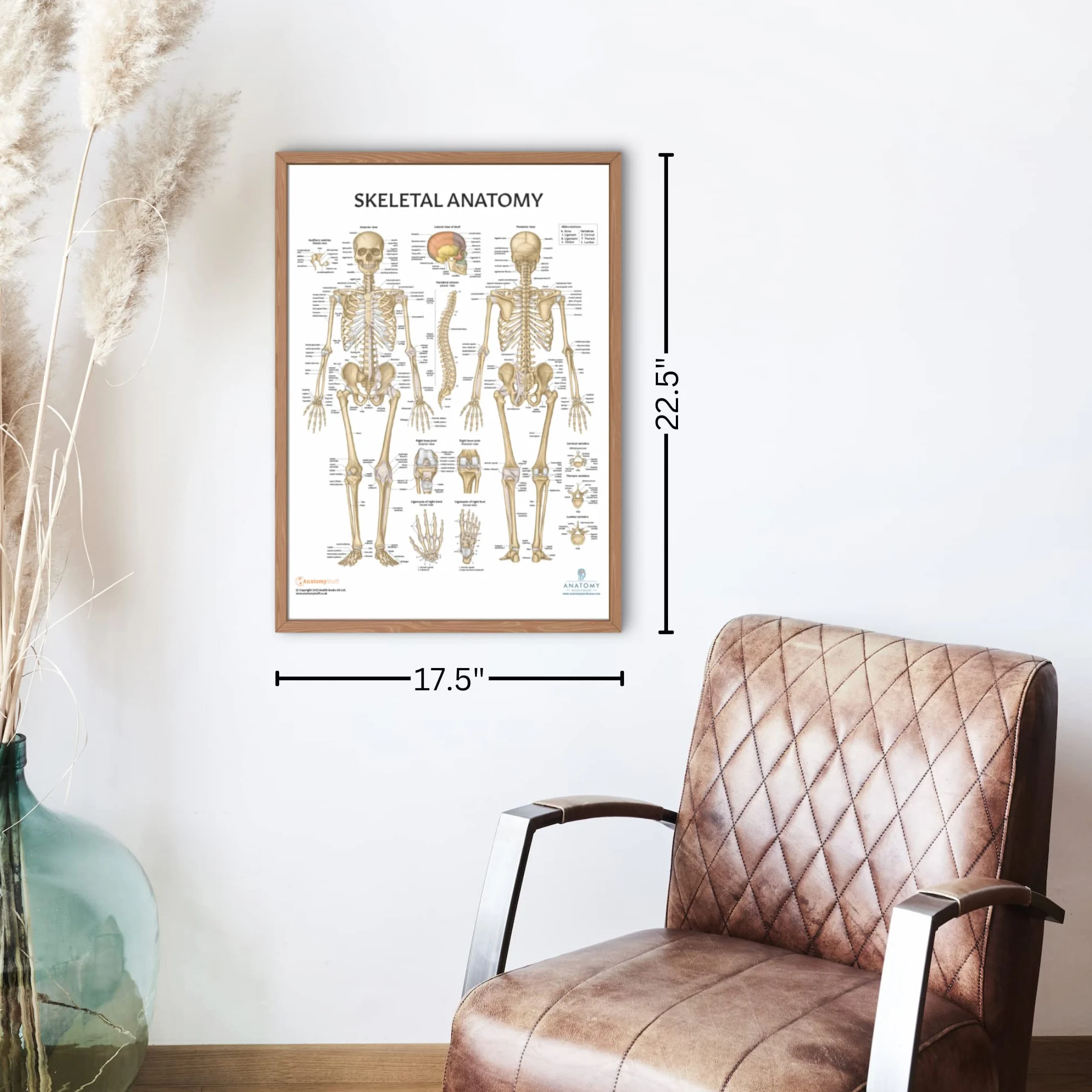 Anatomy Lab Confezione da 4 poster di anatomia umana muscoloso, scheletrico, legamenti delle articolazioni e nervi spinali, laminati, anatomia e fisiologia, 43 x 57 cm, confezione da 4