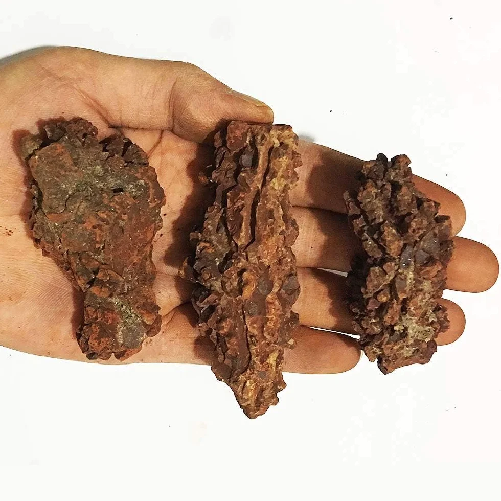 Coprolite Autentica pietra minerale fossilizzata preistorica naturale, esemplare di letame, lunghezza 5,1-10,2 cm, dinosauro coprolite feci, traccia feci fossili (scheda informativa inclusa)