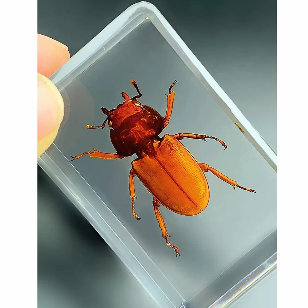 Specie di Insetti Campione Resina Set,Insetti in Resina,Giocattoli Animali Esemplare Fermacarte Collezione Bambino,Regalo di Compleanno,Giochi investigativi,Arredamento per la casa