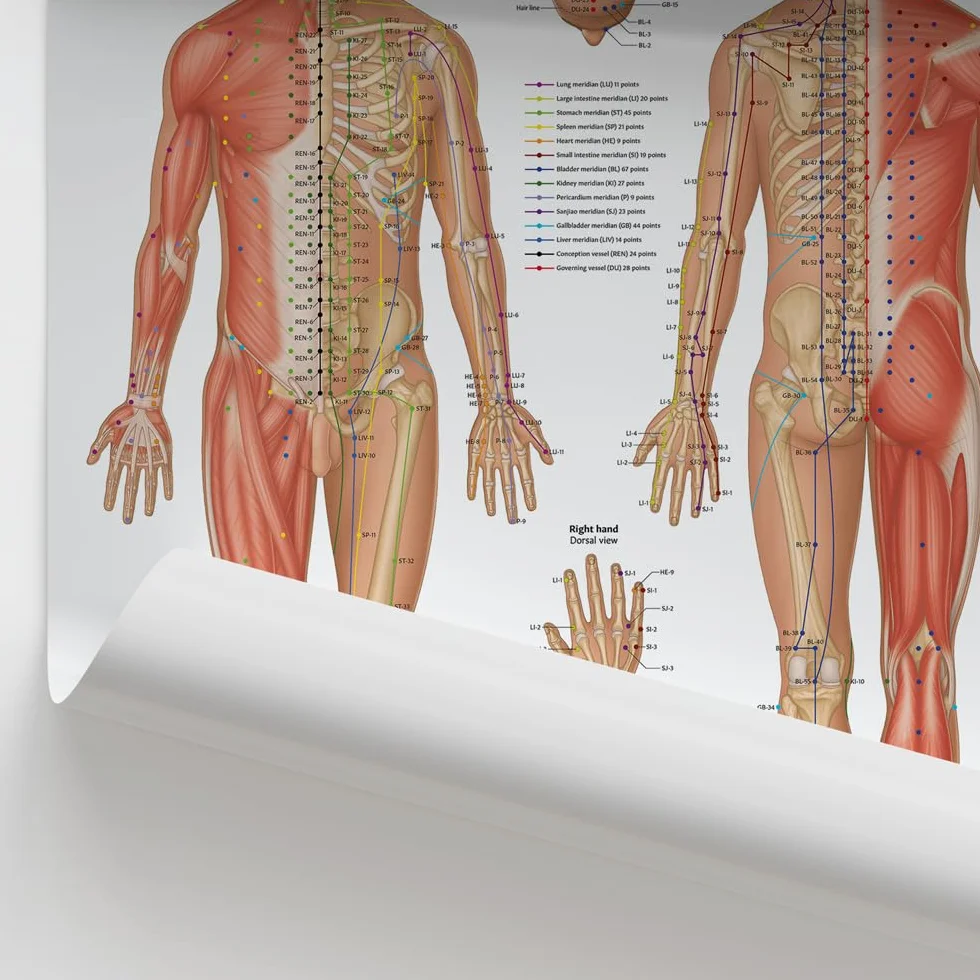 Anatomy Stuff Grafico dei punti di agopuntura/poster 45x60cm, 18x24 pollici, diagramma agopuntore, esposizione della clinica della medicina cinese, terapia dell'ago