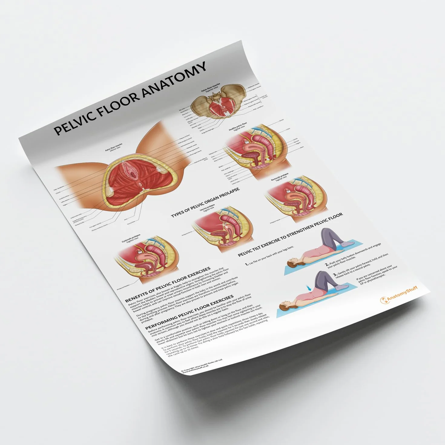 AnatomyStuff - Poster/Carta Anatomia del Pavimento Pelvico 45x60cm, 18 x 24 pollici, Anatomia Ginecologica, Anatomia Femminile, Rafforzamento del Pavimento Pelvico