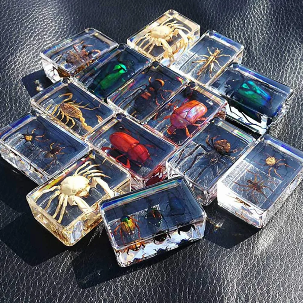Specie di Insetti Campione Resina Set,Insetti in Resina,Giocattoli Animali Esemplare Fermacarte Collezione Bambino,Regalo di Compleanno,Giochi investigativi,Arredamento per la casa