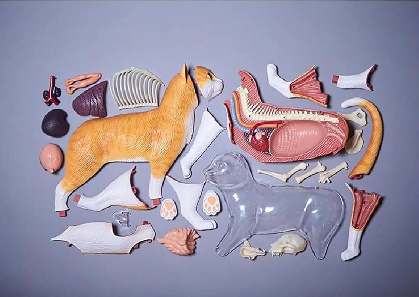 Modello Anatomico di Gatto 4D 28 Pezzi Kit di Modelli di Anatomia dello Scheletro di Gatto Arancione 4D Il Modello, Lungo 30 Cm, Contiene 28 Organi E Parti del Corpo Staccabili