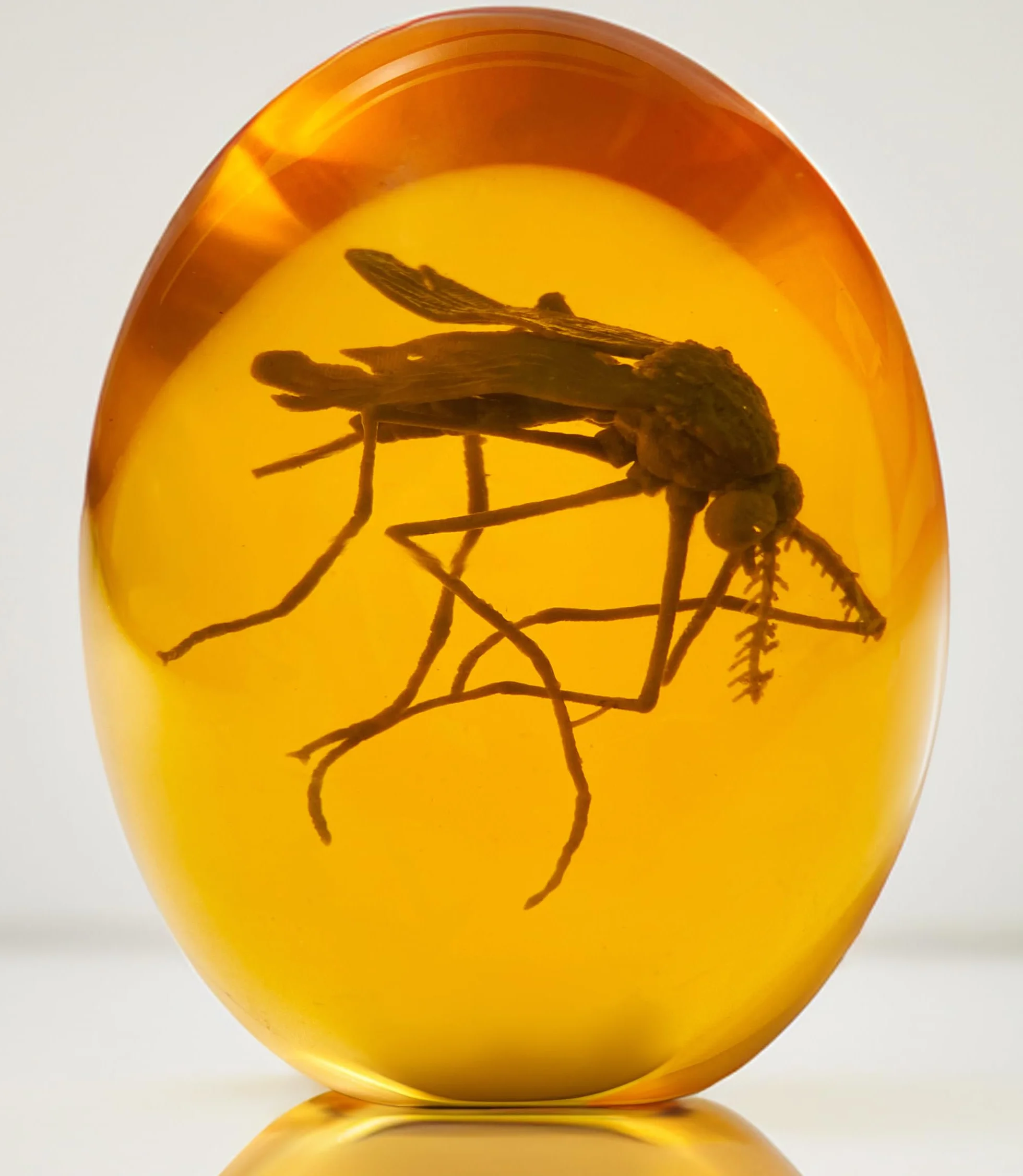 VEOJEIN Jurassic Mosquito 3D - Zanzara in ambra - Realistico giurassico da collezione - Fermacarte in resina a fondo piatto - DNA dinosauro