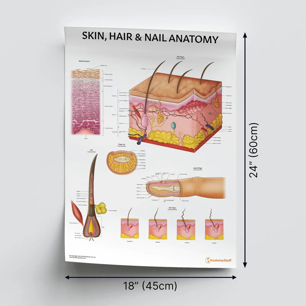AnatomyStuff, grafico anatomico per pelle, capelli e unghie, 45 x 60 cm, 18 x 24 pollici, anatomia umana, sistema tegumentario, poster di dermatologia anatomica, strumento di apprendimento estetico