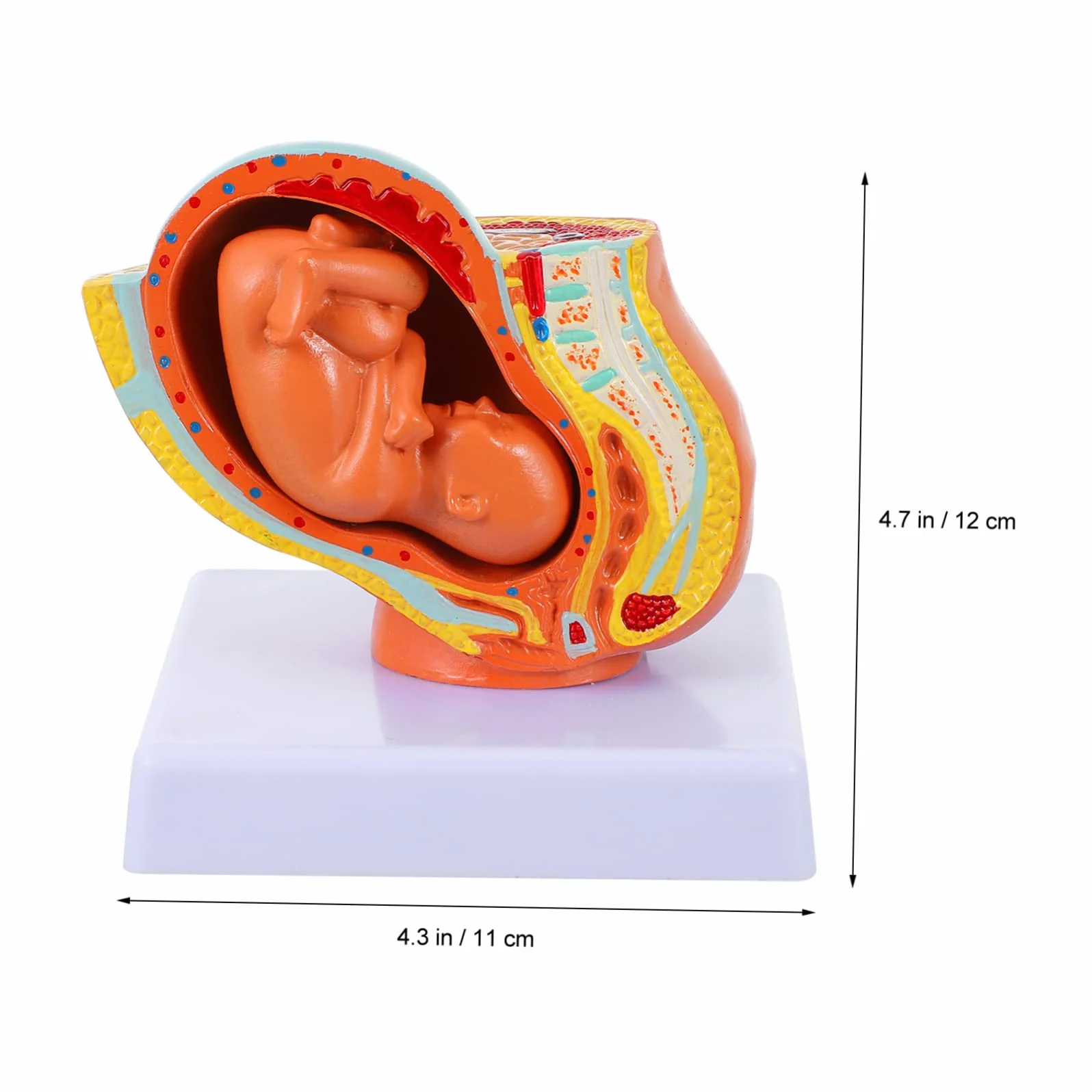 Amosfun Modello Fetale a Termine in Utero Femminile in PVC, 9 Mesi, per Insegnamento in Scuole di Fisiologia, Studenti
