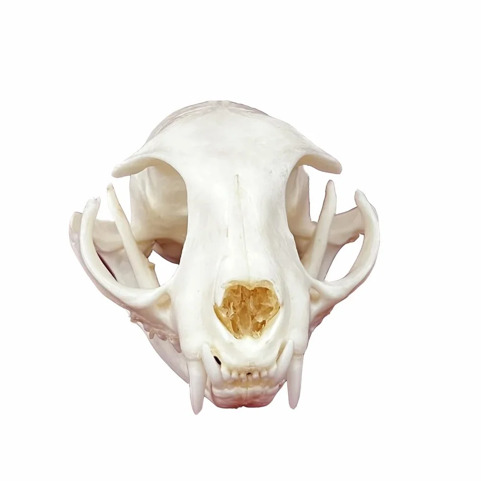 DRXRD Ossa Animali Tassidermie, Esemplare di Cranio Animale Naturale, Decorazione dello Scheletro dei Teschi in Resina, per l'educazione e l'insegnamento delle Scienze Cat Skull