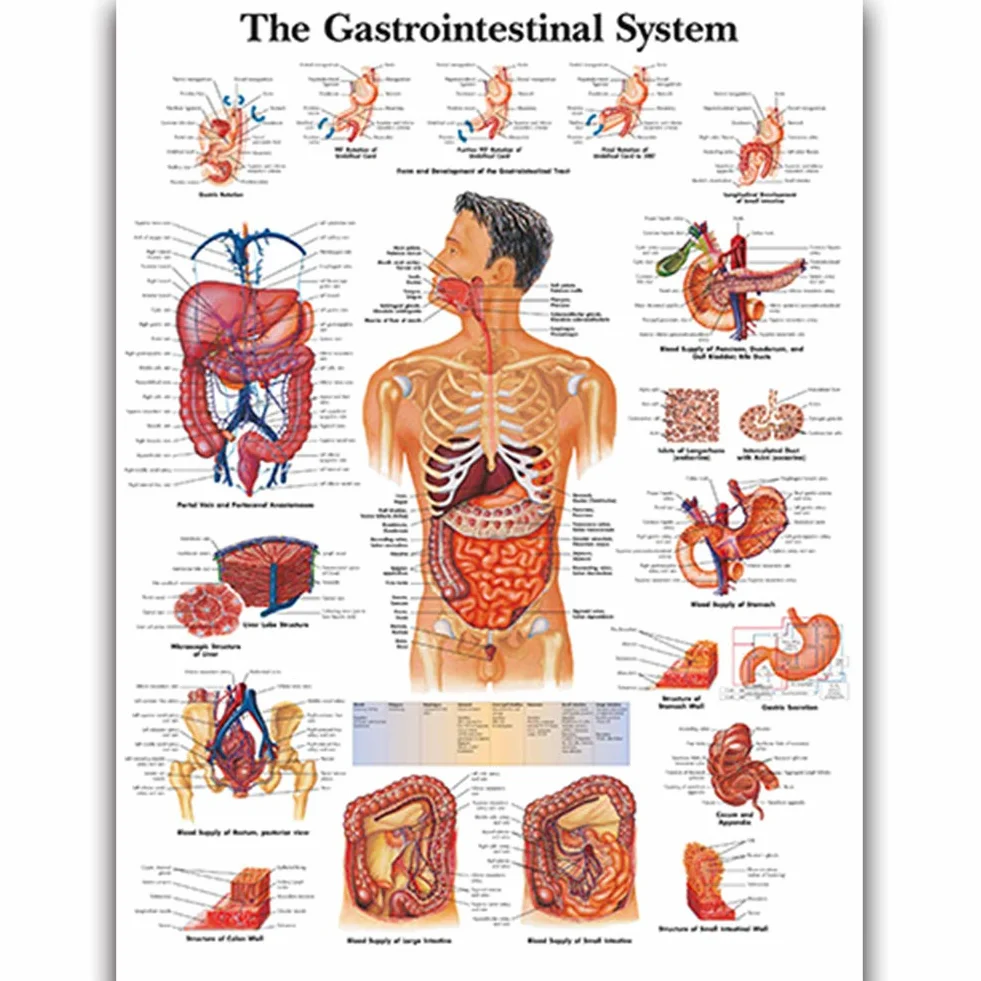 Sistema gastrointestinale Scienza Anatomia Poster per Pareti Medica Infermieristica Studenti Educativi Anatomici Organi Umani Muscoli Scheletrici Poster Grafico Medicina Malattia Mappa per gli