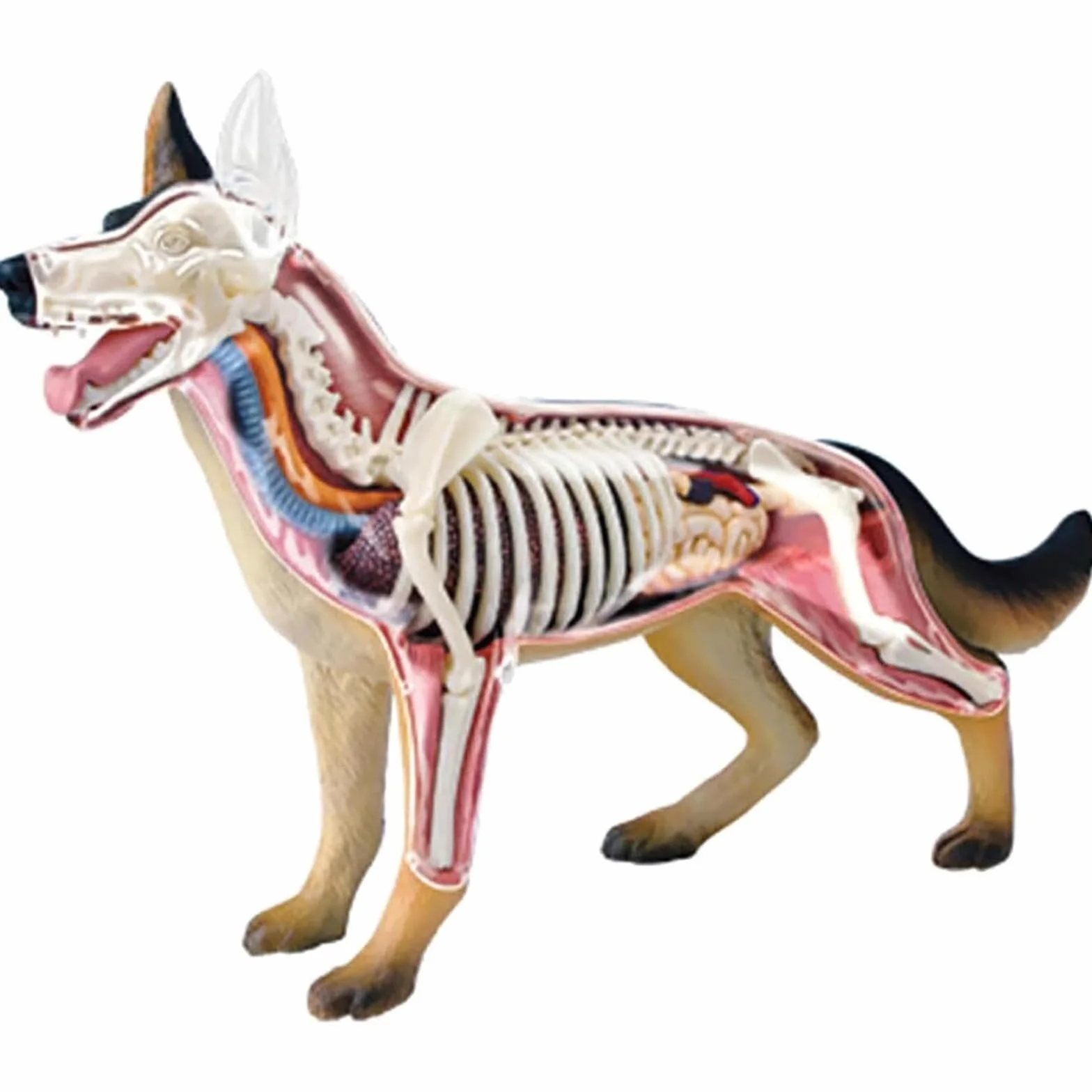 Modello anatomico del Cane con biologia Staccabile, 29 Parti for dimostrazioni didattiche sugli Animali e Formazione veterinaria 4D