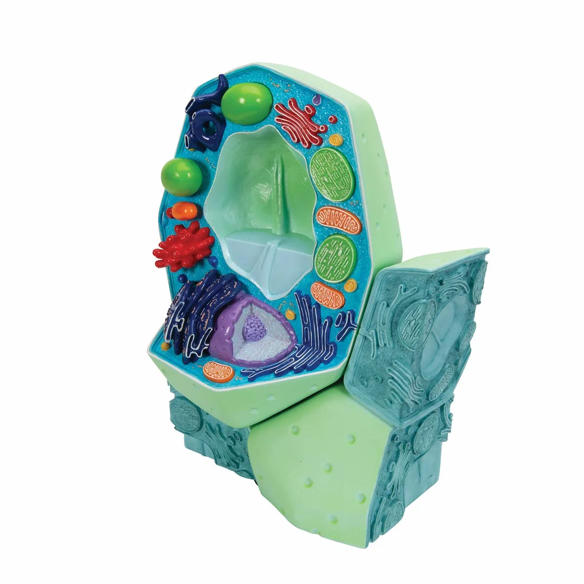3B Scientific R05 Modello la Cellula Vegetale