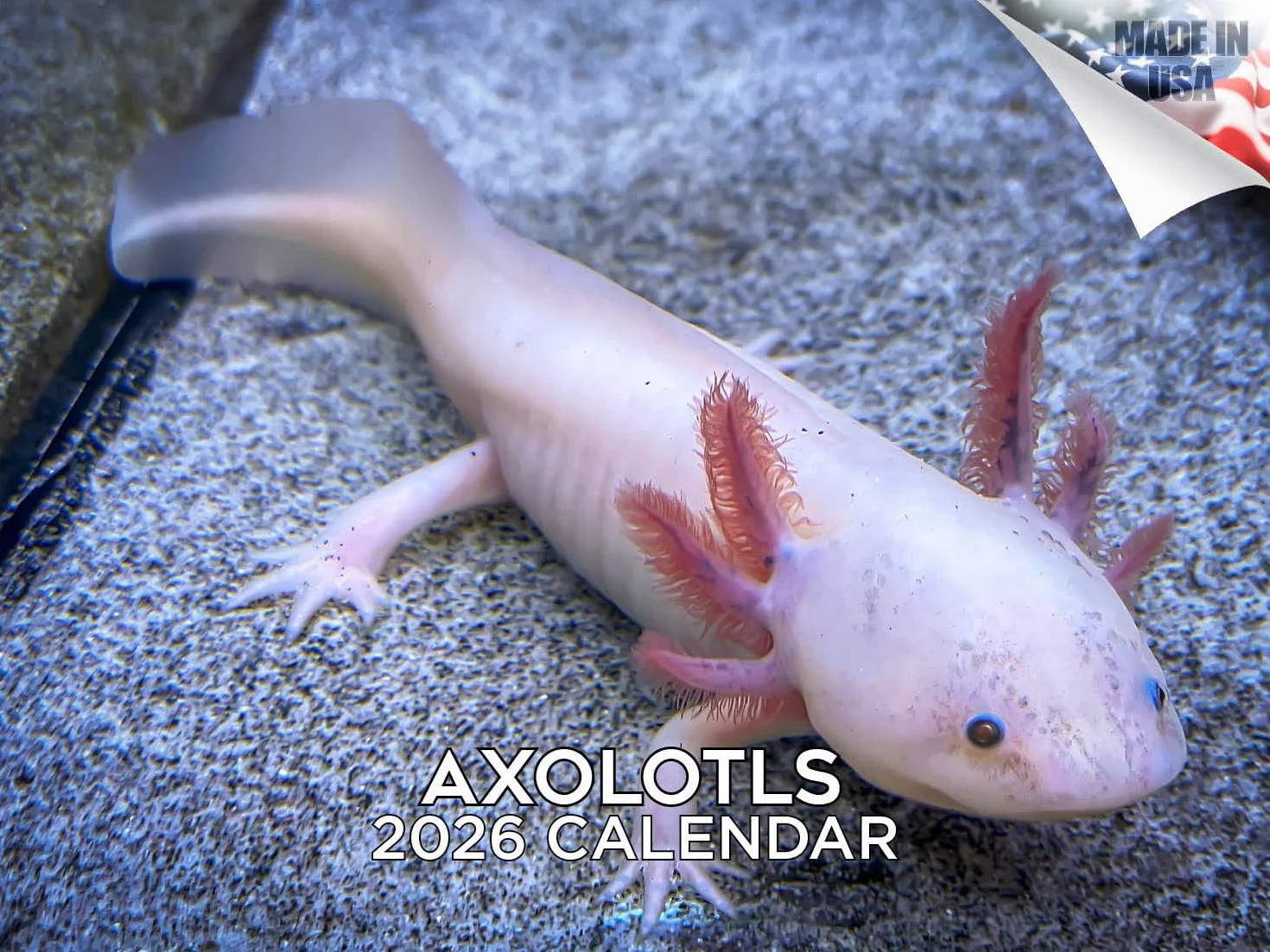 Axolotls Calendario 2024 e 2025, calendario mensile da parete, 30,5 x 45,7 cm, aperto, carta spessa senza sbavature, idea regalo, calendario per insegnanti accademici, organizzazione e pianificazione